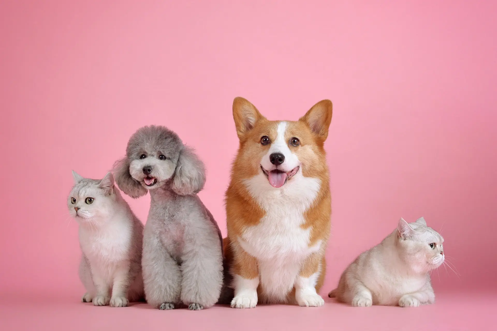 5 regalos perfectos para perros y sus dueños